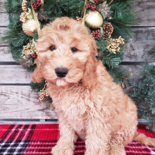 Goldendoodle Puppy Gigi
