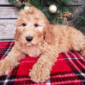 Goldendoodle Puppy Gigi