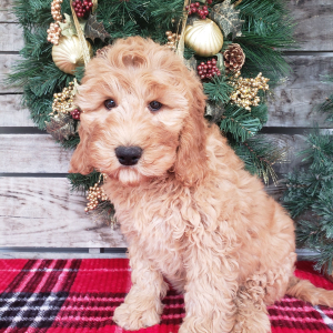 Goldendoodle Puppy Gigi