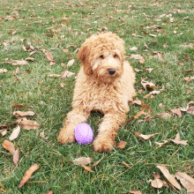 Goldendoodle Puppy Gigi