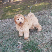 Goldendoodle Puppy Gigi