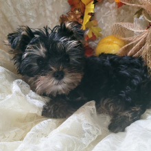 Yorkshire Terrier Puppy Marshal