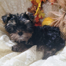Yorkshire Terrier Puppy Marshal