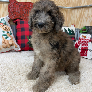 Poodle Puppy Farah