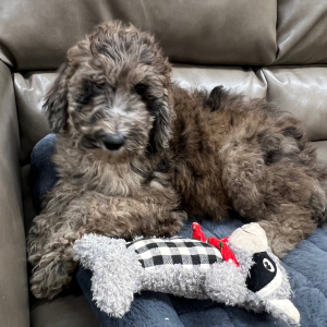 Poodle Puppy Farah