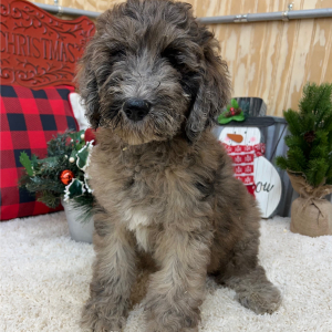 Poodle Puppy Farah