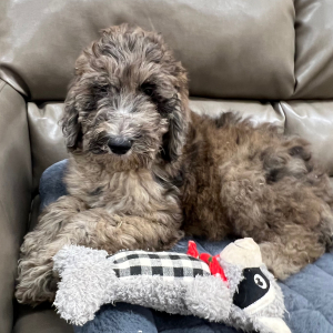 Poodle Puppy Farah