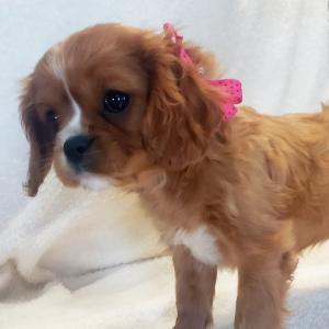 Cavalier King Charles Spaniel Puppy Dolly