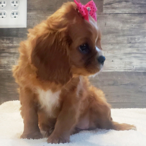 Cavalier King Charles Spaniel Puppy Dolly
