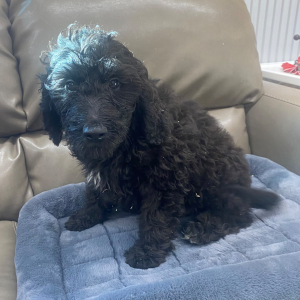 Goldendoodle Puppy Maverik