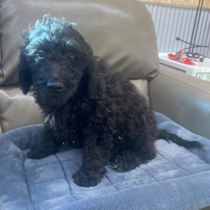 Goldendoodle Puppy Maverik