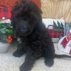 Goldendoodle Puppy Maverik
