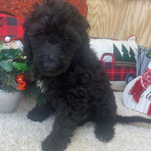 Goldendoodle Puppy Maverik