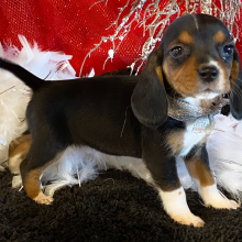 Beagle Puppy FiFi