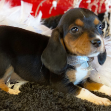 Beagle Puppy FiFi