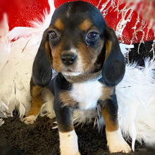 Beagle Puppy FiFi