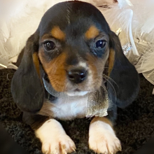 Beagle Puppy FiFi