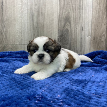 Shih Tzu Puppy Glen