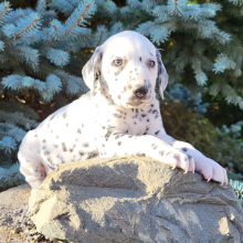 Dalmatian Puppy Roy