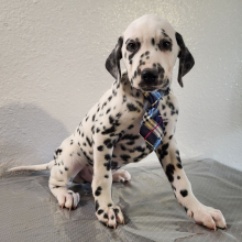 Dalmatian Puppy Roy