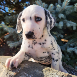 Dalmatian Puppy Jasmine