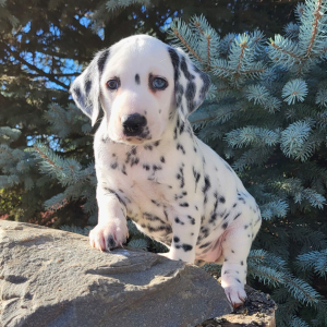 Dalmatian Puppy Jasmine
