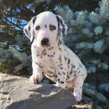 Dalmatian Puppy Jasmine