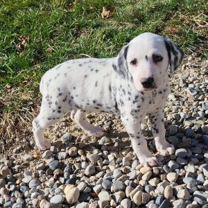 Dalmatian Puppy Jasmine