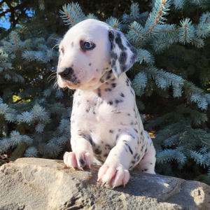 Dalmatian Puppy Jasmine