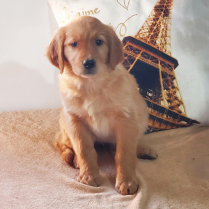 Golden Retriever Puppy Danielle