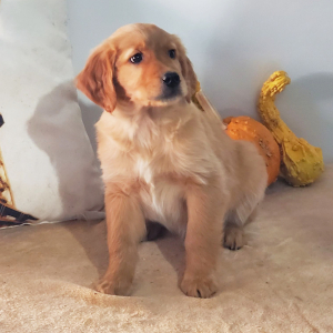 Golden Retriever Puppy Danielle