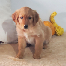 Golden Retriever Puppy Danielle