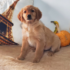 Golden Retriever Puppy Danielle
