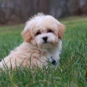 Maltipoo Puppy Theodore
