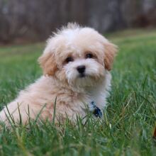 Maltipoo Puppy Theodore