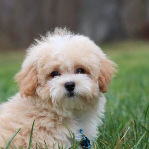 Maltipoo Puppy Theodore