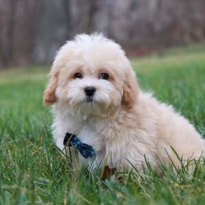 Maltipoo Puppy Theodore