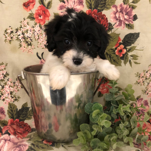 Labradoodle Puppy Esther