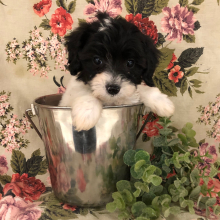 Labradoodle Puppy Esther