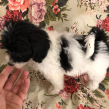 Labradoodle Puppy Esther