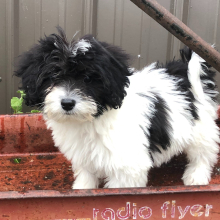 Labradoodle Puppy Esther