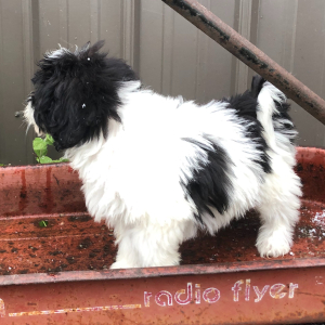 Labradoodle Puppy Esther