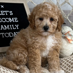 Cavapoo Puppy Evan