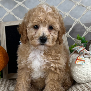 Cavapoo Puppy Evan