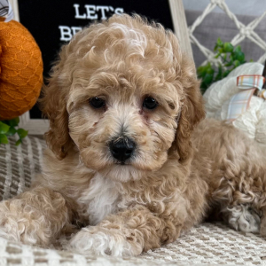 Cavapoo Puppy Evan