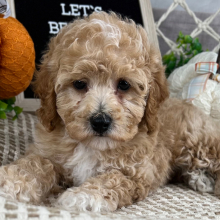 Cavapoo Puppy Evan