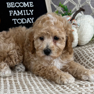 Cavapoo Puppy Evan