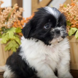 Shih Tzu Puppy Hope