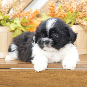 Shih Tzu Puppy Hope