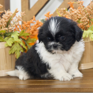 Shih Tzu Puppy Hope